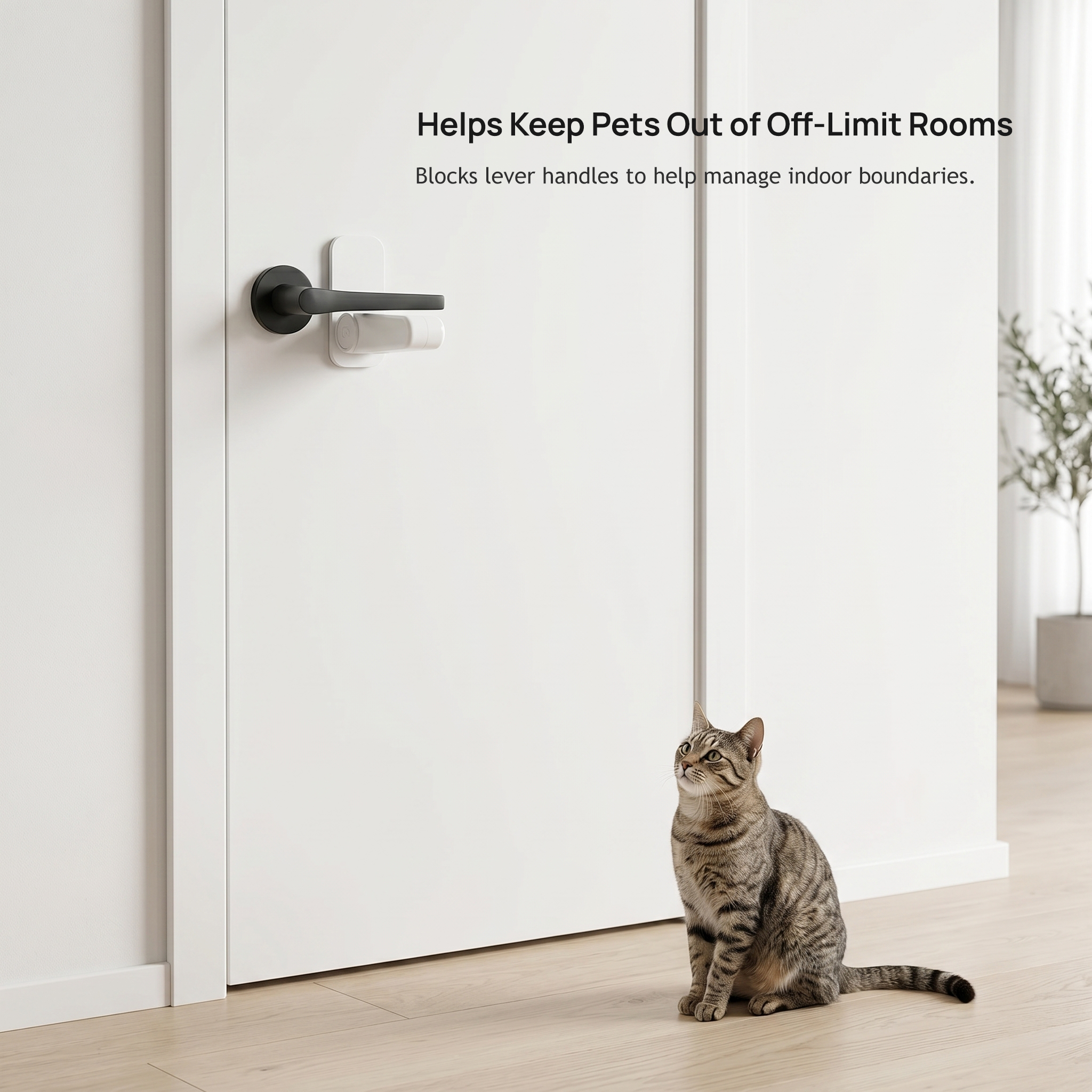Cat beside an indoor door with the pet door handle lock